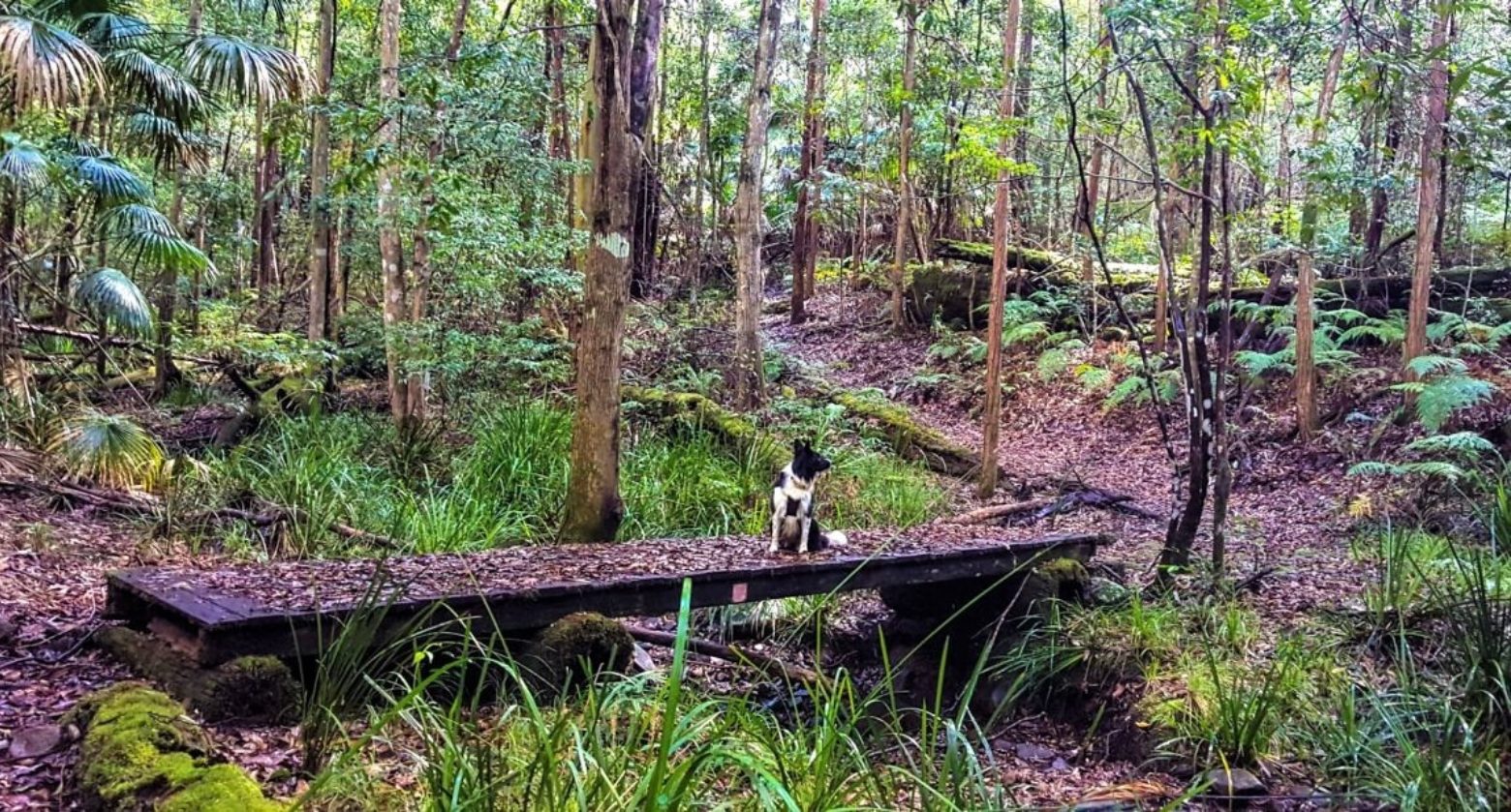 Dogs are allowed in state forests including Wang Wauk State Forest at Wotton.