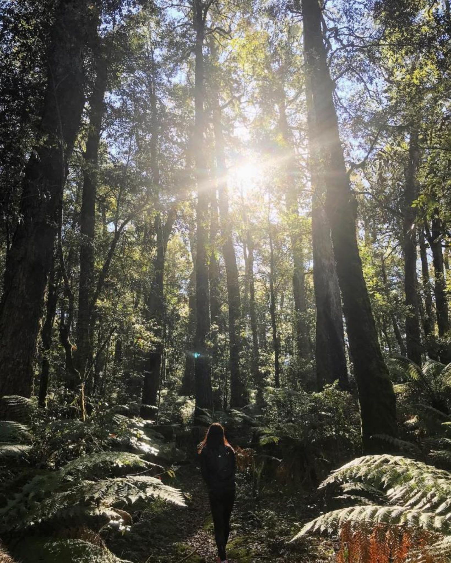 Barrington Tops forest in sunlight (photo by @em_woodley)