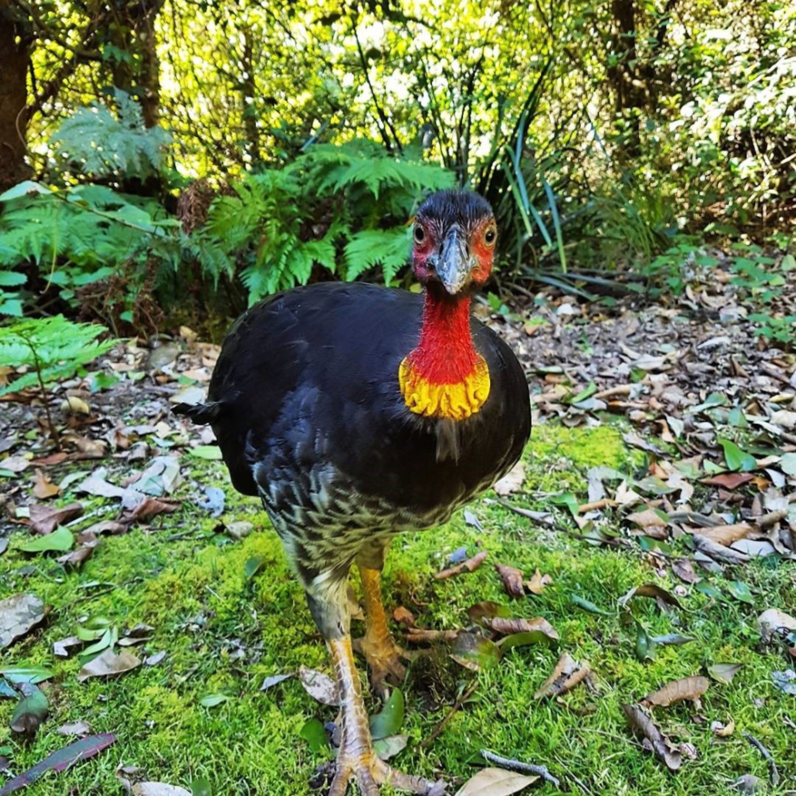 Brush turkey in Barrington Tops (photo by @green legs and sam)
