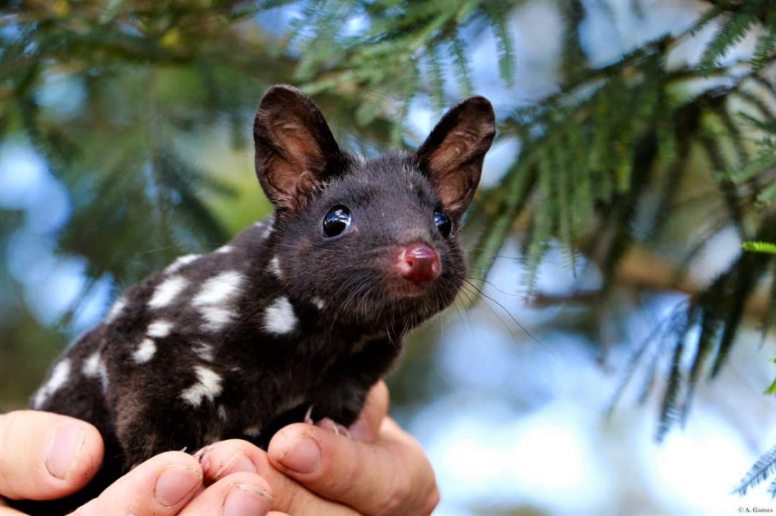 Eastern quoll by aussie ark