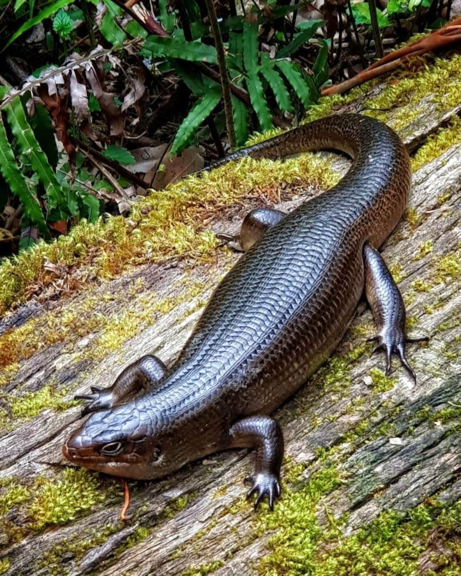 Land mullet in Barrington Tops (photo by @warrennoronha)