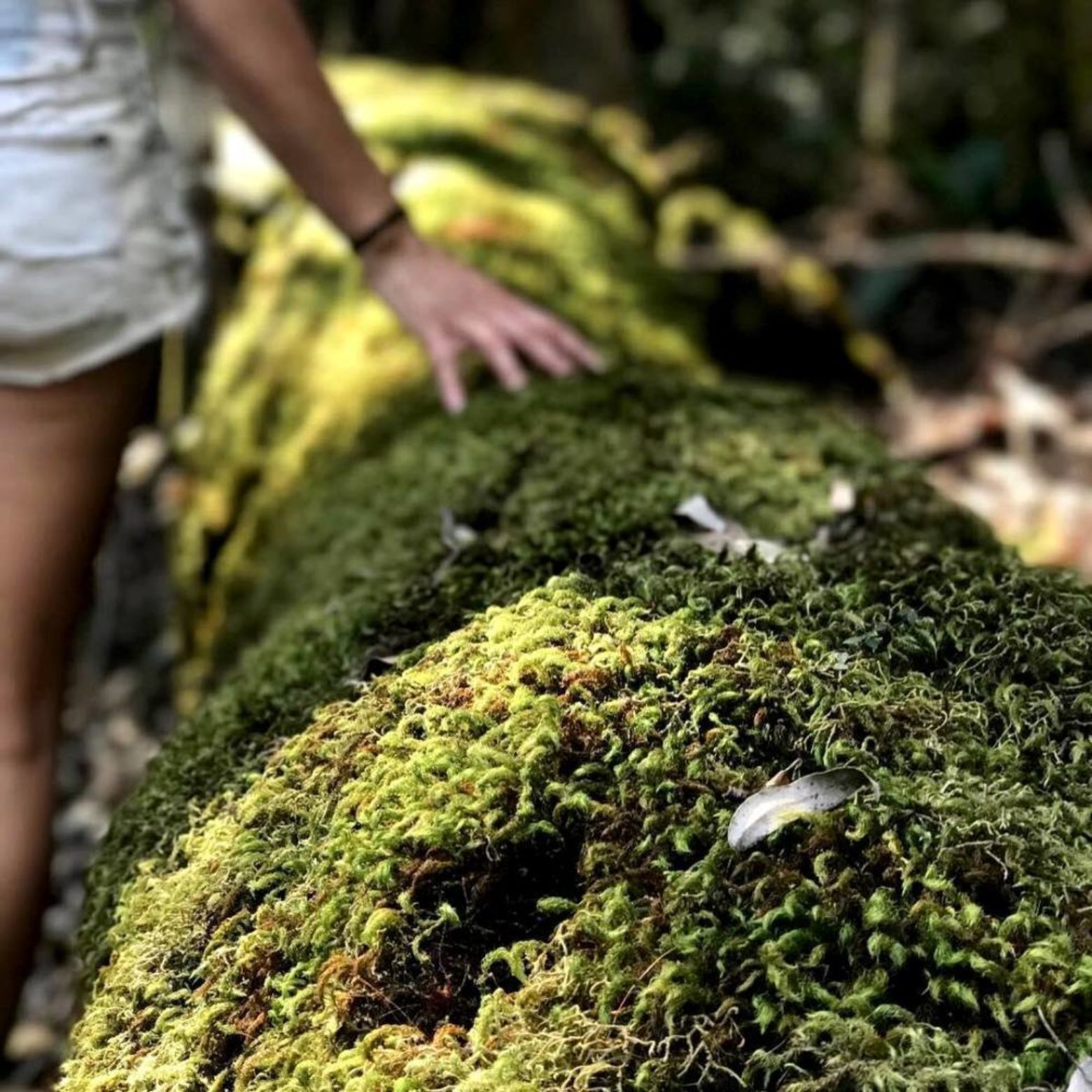 Moss covered log in Barrington Tops (photo by @saigonaussiebabe)